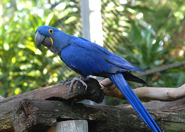 Arara-Azul - Uma das raras aparições do azul em seres vivos