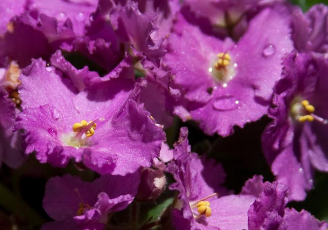 Nada melhor do que uma Violeta para exemplificar a cor violeta